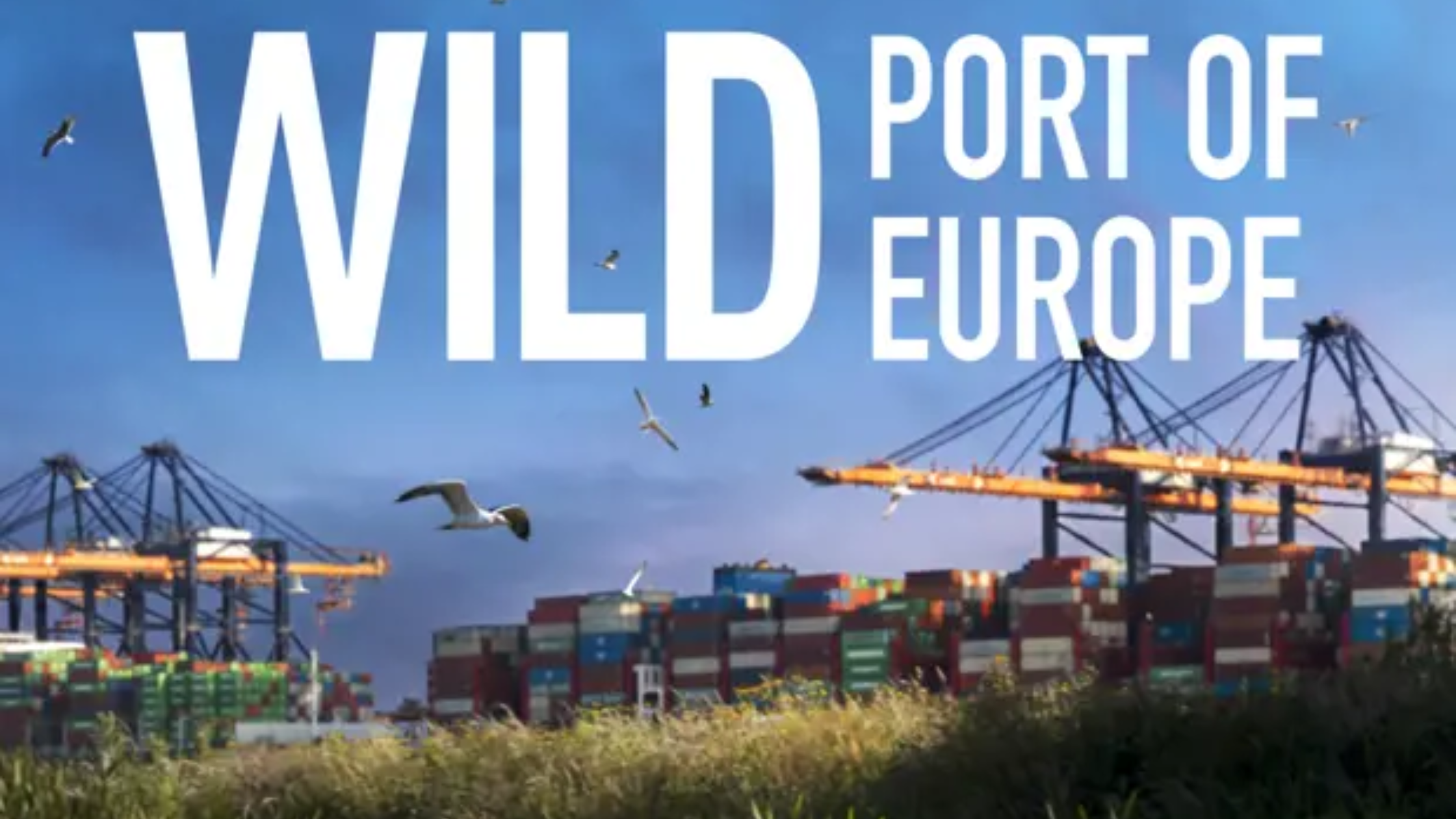 Biebfilm Wild Port of Europe + koffie en gebak