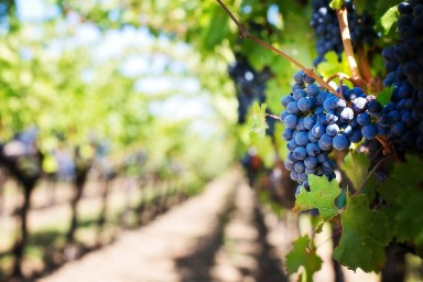 Biebcollege: De wijngaard van Zuidland